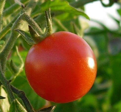 Celebrity Tomato (Treated Seed) | Seedway
