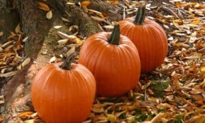 Connecticut Field Pumpkin (Treated Seed)