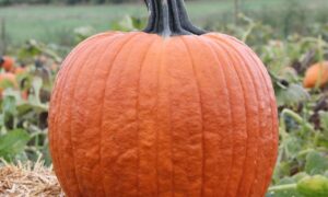 Cronus Pumpkin (Farmore)