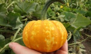 Crunchkin Pumpkin (Farmore)