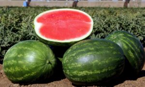 Crunchy Red Watermelon (Primed)