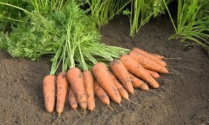 Cupar Carrot (Not Treated)