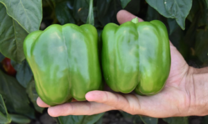 Currier Bell Pepper (Not Treated)