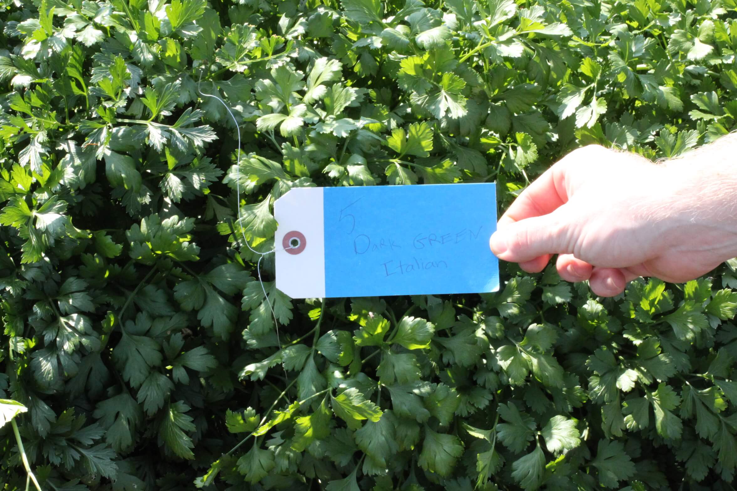 Parsley Dark Green Italian (Treated Seed)