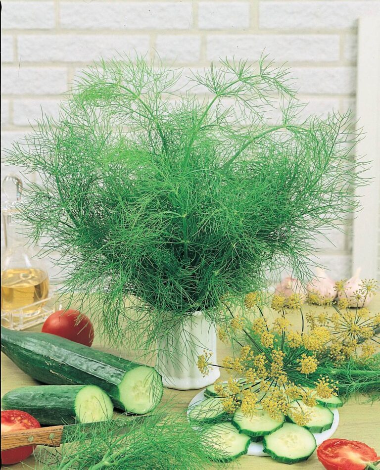 Dill Bouquet (Treated Seed) Seedway