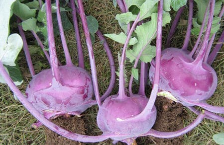 Early Purple Vienna Kohlrabi 150-4000 Seeds Creamy Tender & Mild Heirloom