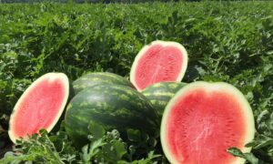 Embasy Watermelon (Primed)