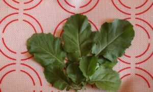 Ethiopian / Highland Kale (Not Treated)