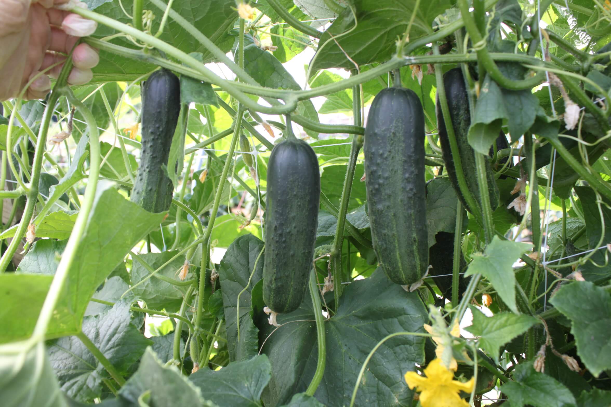 Excelsior Cucumber (Organic)