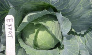 Expat Cabbage (Treated Seed)