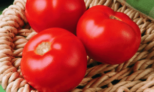 Florida 91 Tomato (Pelleted)