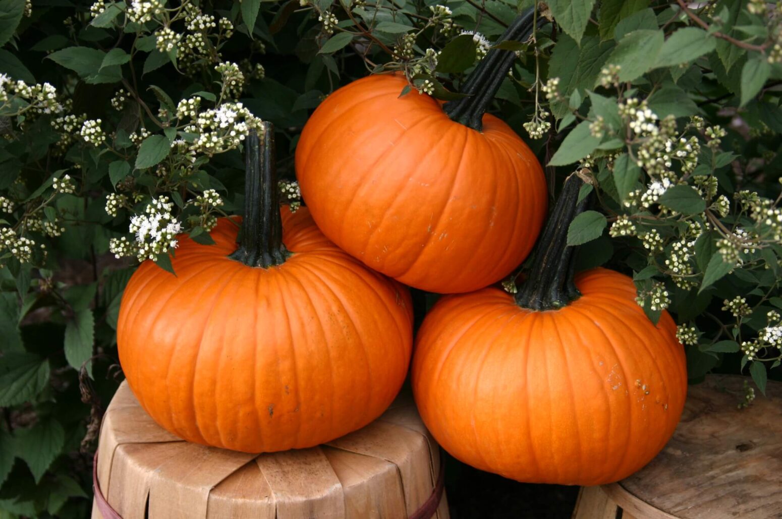 Field Trip Pumpkin (Farmore) Seedway