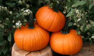 Field Trip Pumpkin (Farmore)