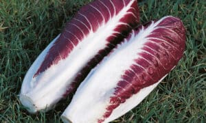 Fiero Radicchio (Treated Seed)
