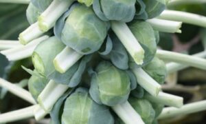 Franklin Brussels Sprouts (Treated Seed)
