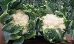 Freedom Cauliflower (Not Treated)