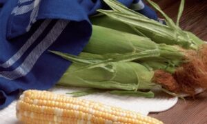 G-90 Sweet Corn (Treated Seed)