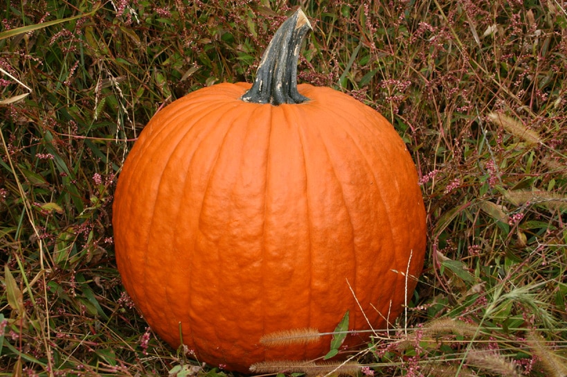 Gladiator Pumpkin (Not Treated) - Image 2
