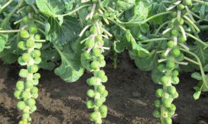 Marte Brussels Sprouts (Not Treated)