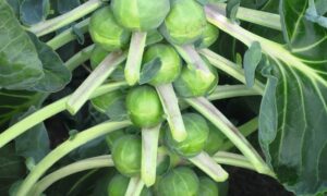 Divino Brussels Sprouts (organic)