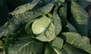 Gazelle Cabbage (Treated Seed)