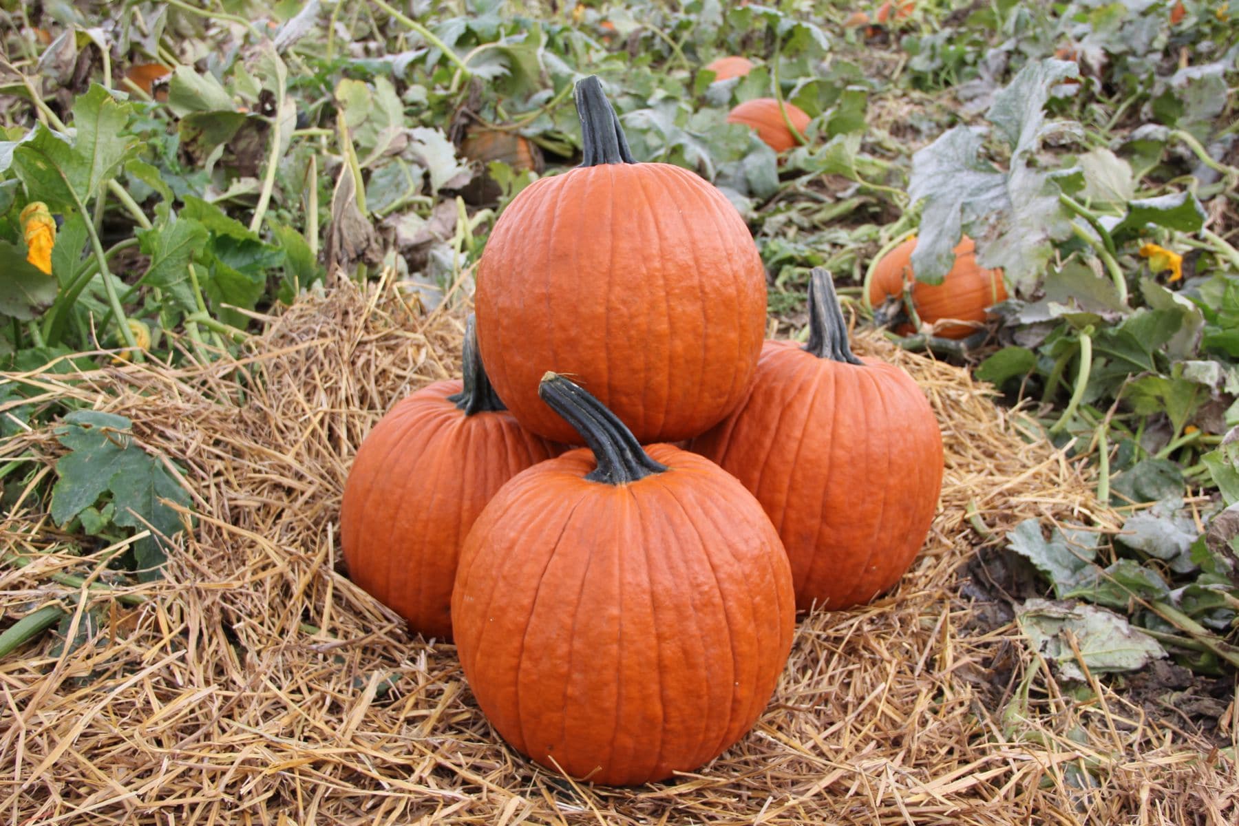 Gladiator Pumpkin (Not Treated)