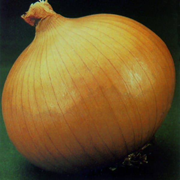 Granex Yellow PRR Onion (Treated Seed) Seedway