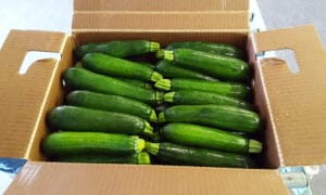 Green Machine Zucchini (Farmore)