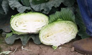 Gunma Cabbage (Not Treated)