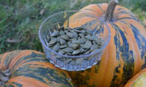 HSC151 Pumpkin (Treated Seed)