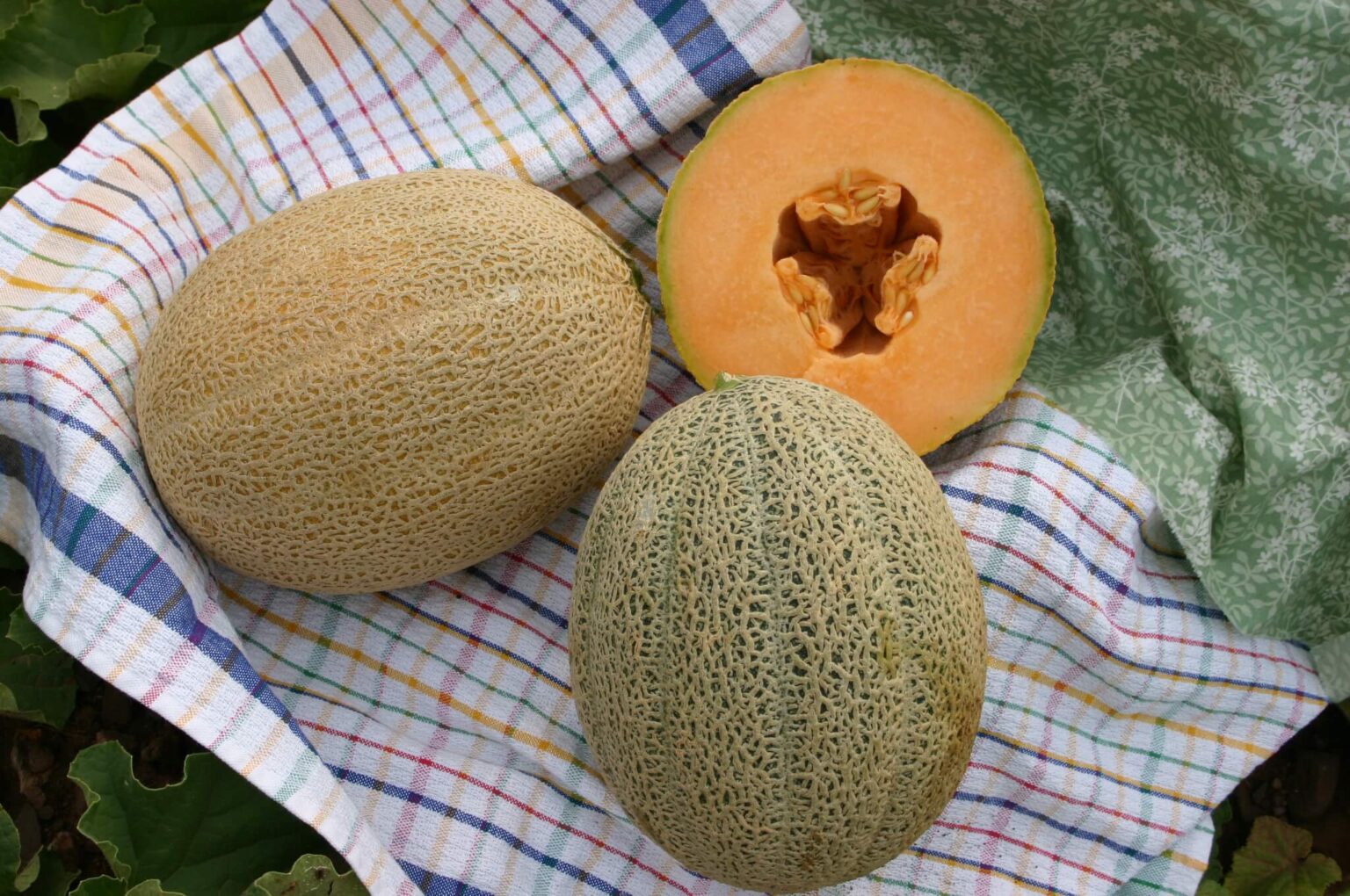 Hales Best Jumbo Melon (Treated Seed) Seedway