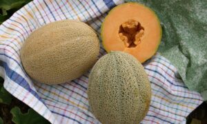 Hales Best Jumbo Melon (Treated Seed)