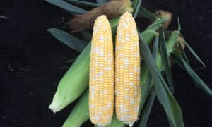 Honor XR Sweet Corn (Cruiser Treated)
