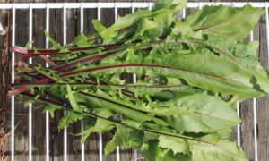 Italiko Red Dandelion (Not Treated)