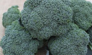 Imperial Broccoli (Treated Seed)