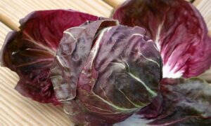 Indigo Radicchio (Not Treated)