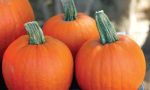 Iron Man Pumpkin (Farmore)