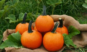 Jack Sprat Pumpkin (Farmore)