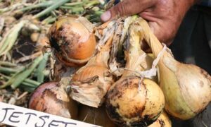 Jetset Onion Set (Treated Seed)