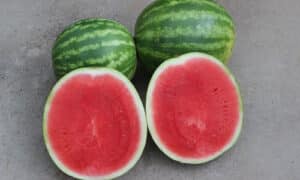 Joy Ride Watermelon (Not Treated)