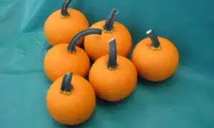 Kandy Korn Plus Pumpkin (Farmore)