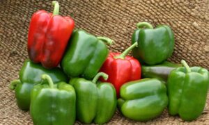 Karisma Bell Pepper (Not Treated)