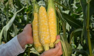 Kate Sweet Corn (Cruiser Treated)