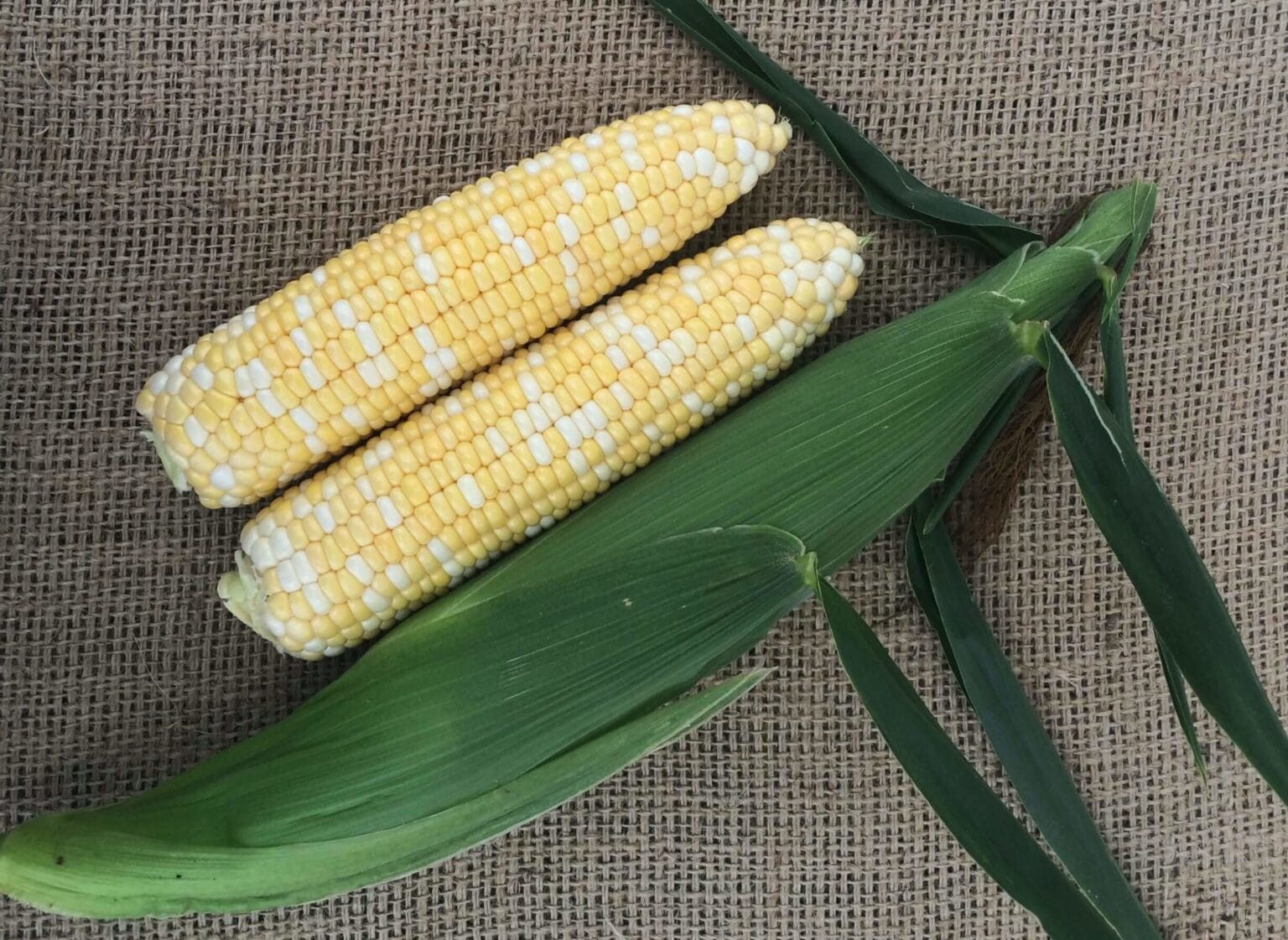 Kickoff XR Sweet Corn (Cruiser Treated) Seedway