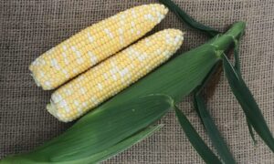 Kickoff XR Sweet Corn (Cruiser Treated)