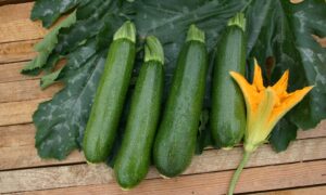 Leopard Zucchini (Farmore)
