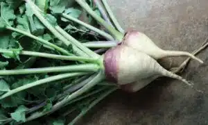 Laurentian Rutabaga (Sized, Not Treated)