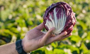 Leonardo Radicchio (Treated Seed)