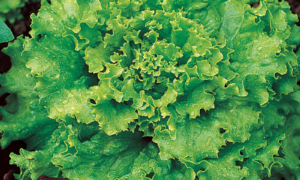 Great Lakes 118 Crisphead Lettuce (Not Treated)
