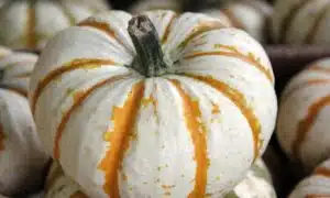 Lil' Pump-Ke-Mon Pumpkin (Farmore)